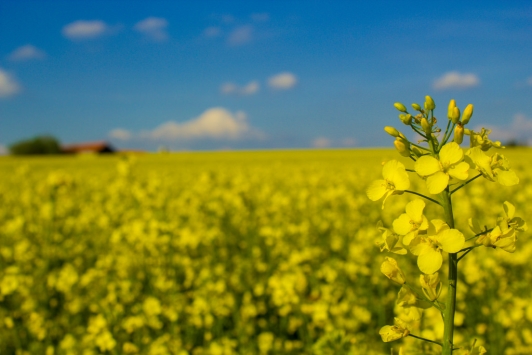 Optimized Canola Flicker Creative Commons 1
